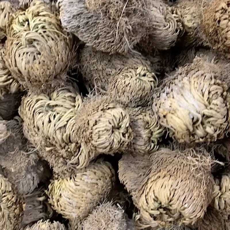 Cây phục sinh _ Rose of Jericho