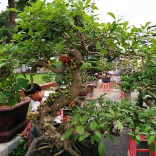 Cây 🌲 sung nếp đang trái