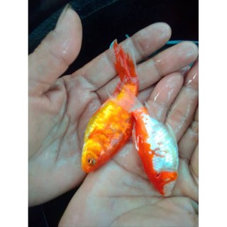 Mô Hình Cá Vàng 6-8cm Trang Trí