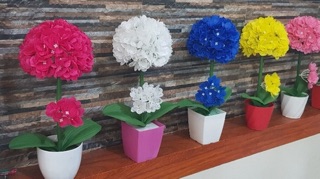 Com Bo Chậu Nhựa Cắm Hoa
