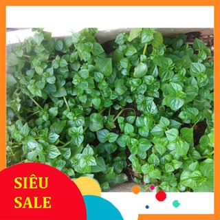 0.5g Hạt giống Rau càng cua (tặng gói Kích nẩy mầm và Hướng dẫn)