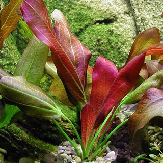 1 trầu Ruby - Echinodorus x Barthii ( cây lá cạn )
