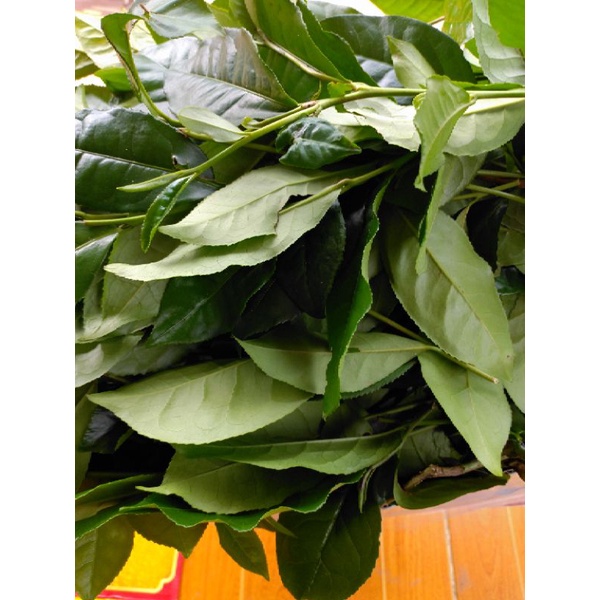 TRÀ XANH TƯƠI VƯỜN NHÀ 1 kg