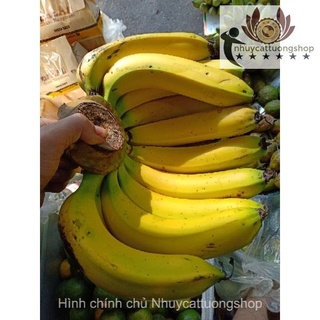 Chuối laba Đà Lạt thơm ngon dẻo bùi, hảo hạng