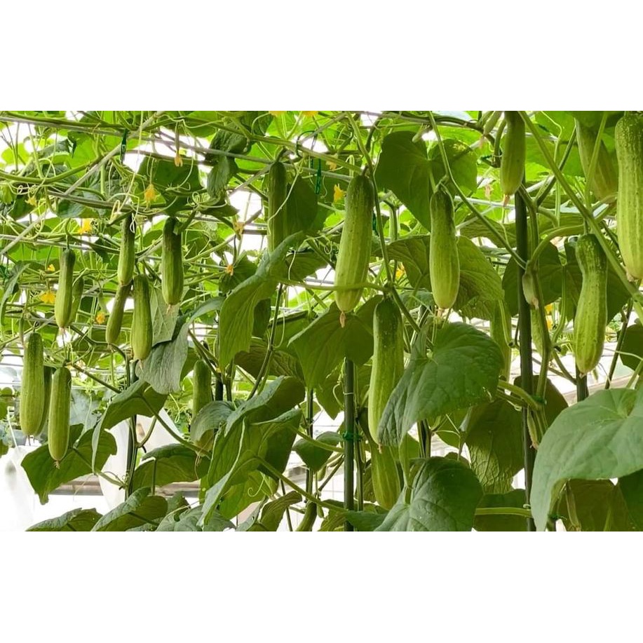 Dưa chuột nếp VL103 F1 - Tỉ lệ nãy mầm >95%