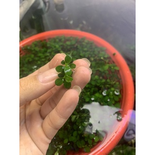 ráy nana petit thái ngọn lẻ