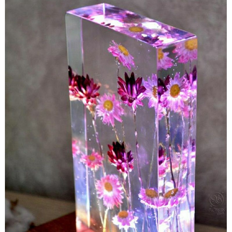 Hoa khô: Rhodanthe Manglesii sử dụng trong Handmade: Resin, nến, thiệp, tranh hoa khô....( Hoa khô mua nên đọc kỹ)