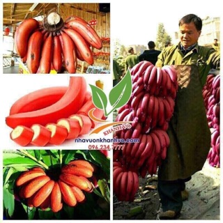 Chuối đỏ dacca Úc đặc biệt