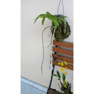 Hoa Lan rừng nhiều loại