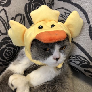 MŨ CUTE DÀNH CHO CHÓ MÈO