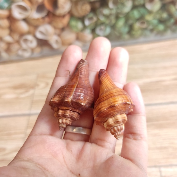 Vỏ ốc đùi gà trang trí màu sắc ngẫu nhiên