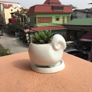 Chậu cây sen đá hình thú