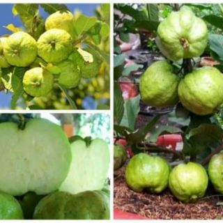 Ổi Nữ Hoàng... đang trái