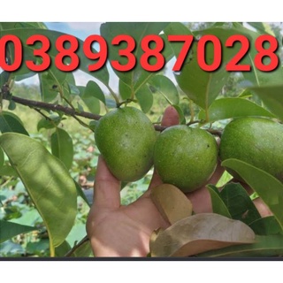 Trái bình bát non,2kg