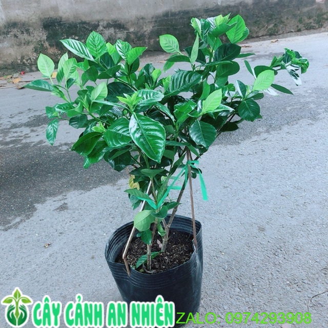 Cây Dành Dành