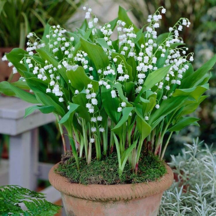 Hạt Giống 10 hạt Hoa Linh Lan