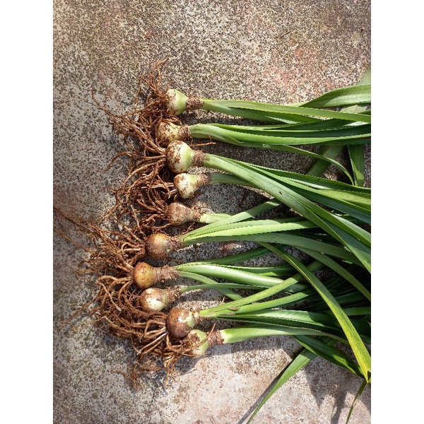 Củ hoa huệ tây gửi củ như hình 3