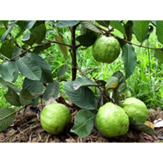 Cây giống ổi nữ hoàng