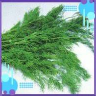HẠT GIỐNG THÌ LÀ CAO SẢN (NN.121) 20G