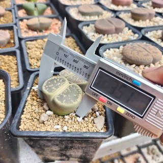 2 cây Lithops Leslei vân đẹp