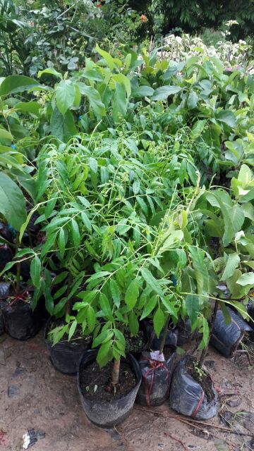 CÂY CÓC BAO TỬ THÁI LÙN