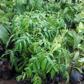 CÂY CÓC BAO TỬ THÁI LÙN ( CÂY TRƯỞNG THÀNH 40-80CM)
