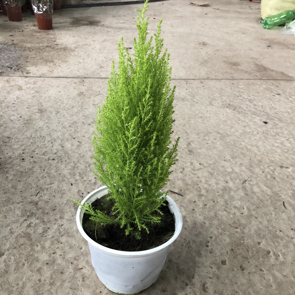Cây tùng thơm (tùng noel), chiều cao 30cm hương thơm dễ chịu tán thẳng đẹp sức sống khỏe thích hợp trang trí văn phòng