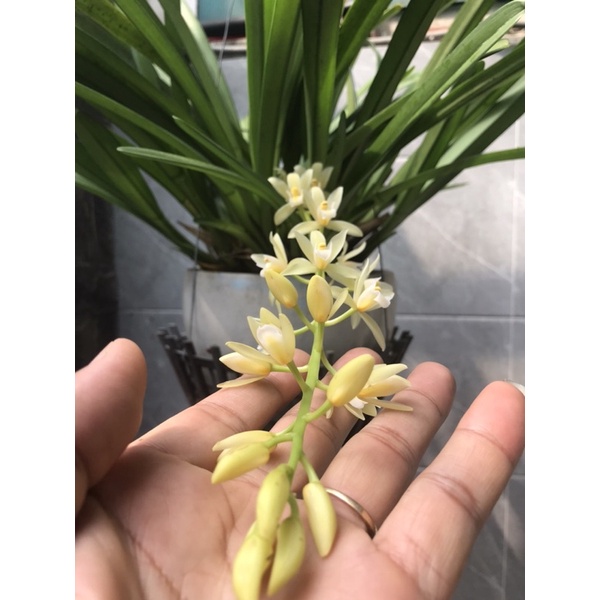 Kiếm cánh bầu hải phòng