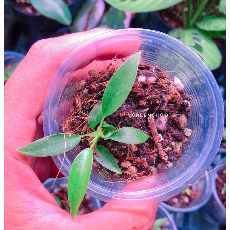 Philodendron 69689 - kiểng lá trang trí trong nhà, bàn làm việc - cây dễ sống dễ chăm