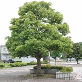Cây giống long não