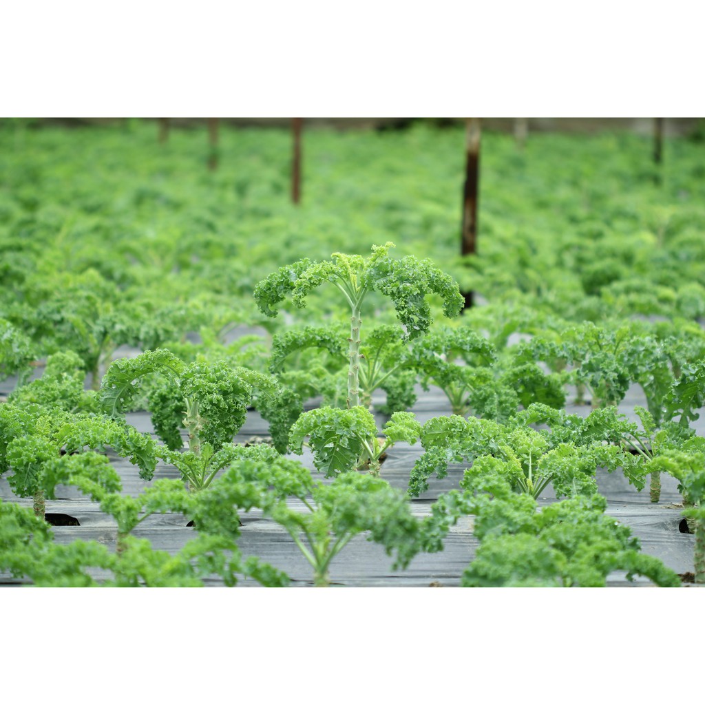 Bột cải xoăn (Kale) 100 % nguyên chất (50gr) (Kale powder) | BigBuy360 - bigbuy360.vn