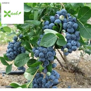 Hạt giống Việt quất (30 hạt)