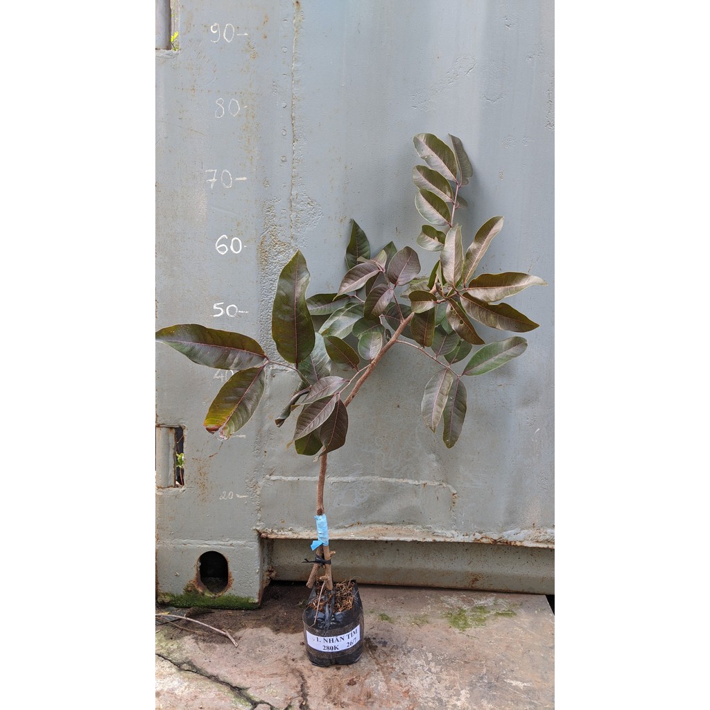 Nhãn tím cây giống