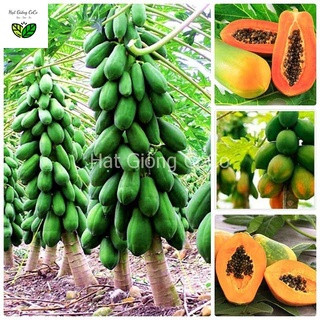 Hạt giống đu đủ lùn ruột đỏ trái lớn, thơm, ngọt, sai trái 5 hạt