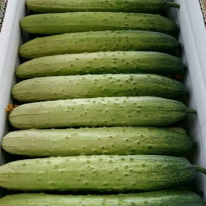 HẠT GIỐNG DƯA CHUỘT NẾP LAI F1 1g