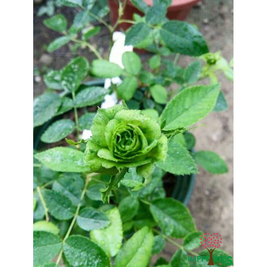 Gốc hoa hồng ngoại