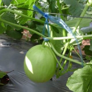 DƯA LÊ XANH SIÊU NGỌT THÁI LAN