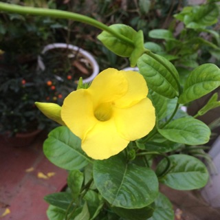 Hoàng Anh/ Huỳnh Anh- 130k