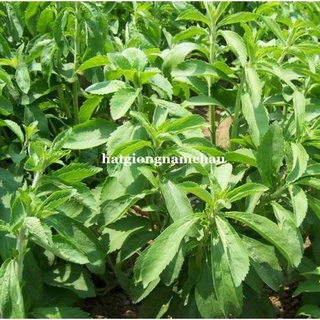 5 HẠT - HẠT GIỐNG CỎ NGỌT