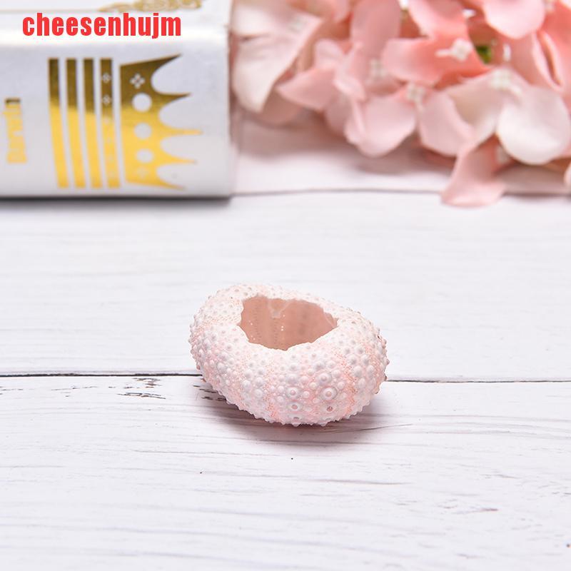 Chậu hoa hình nhím biển tự nhiên trang trí nội thất | BigBuy360 - bigbuy360.vn