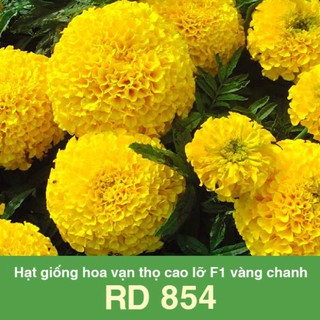 10 Hạt giống hoa vạn thọ cao lỡ F1 vàng chanh RD 854