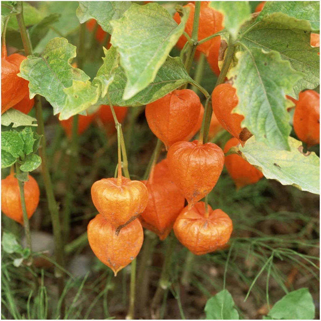 Hạt giống đèn lồng Trung Quốc để trồng (Physalis Alkekengi) QUẢ ANH ĐÀO ĐẤT MỸ
