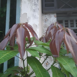 Siêu Vọt Đọt