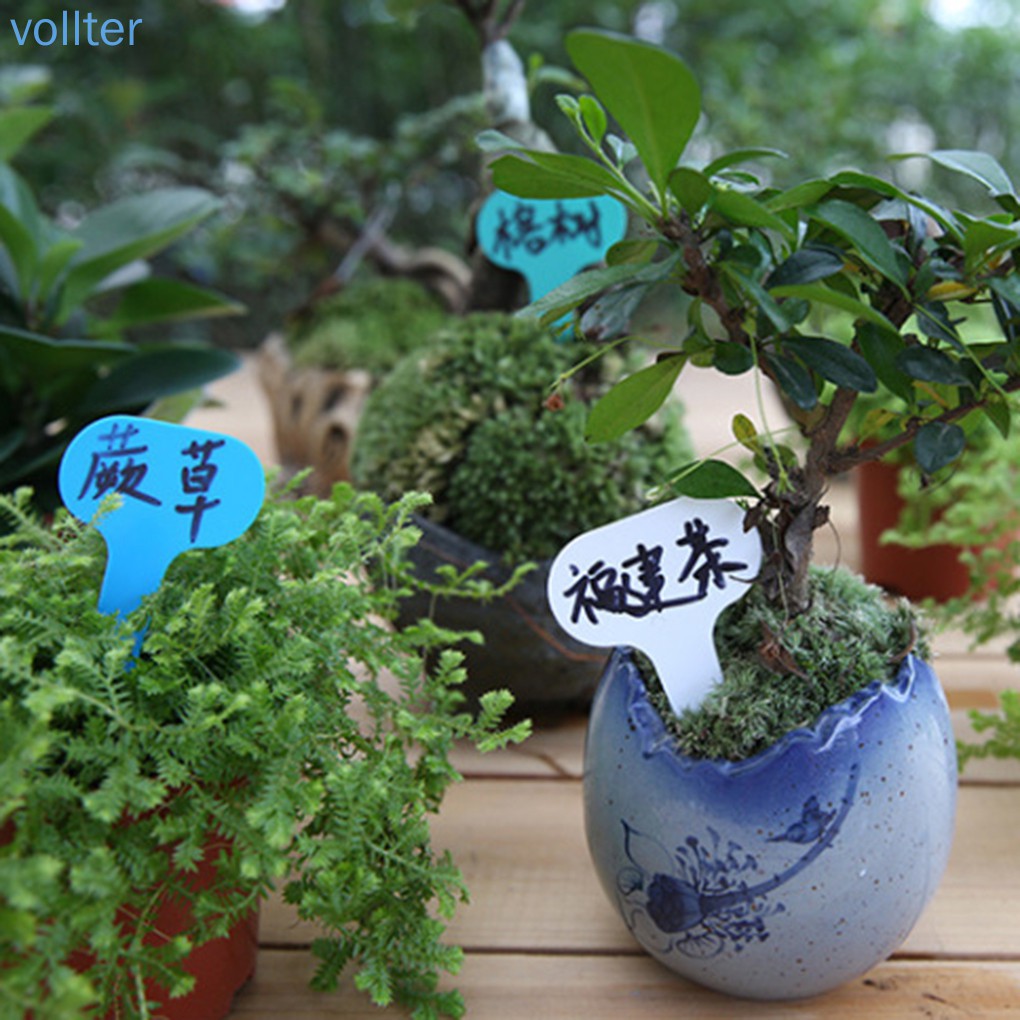 Set 100 thẻ nhựa hình chữ T gân cây trồng tiện dụng
