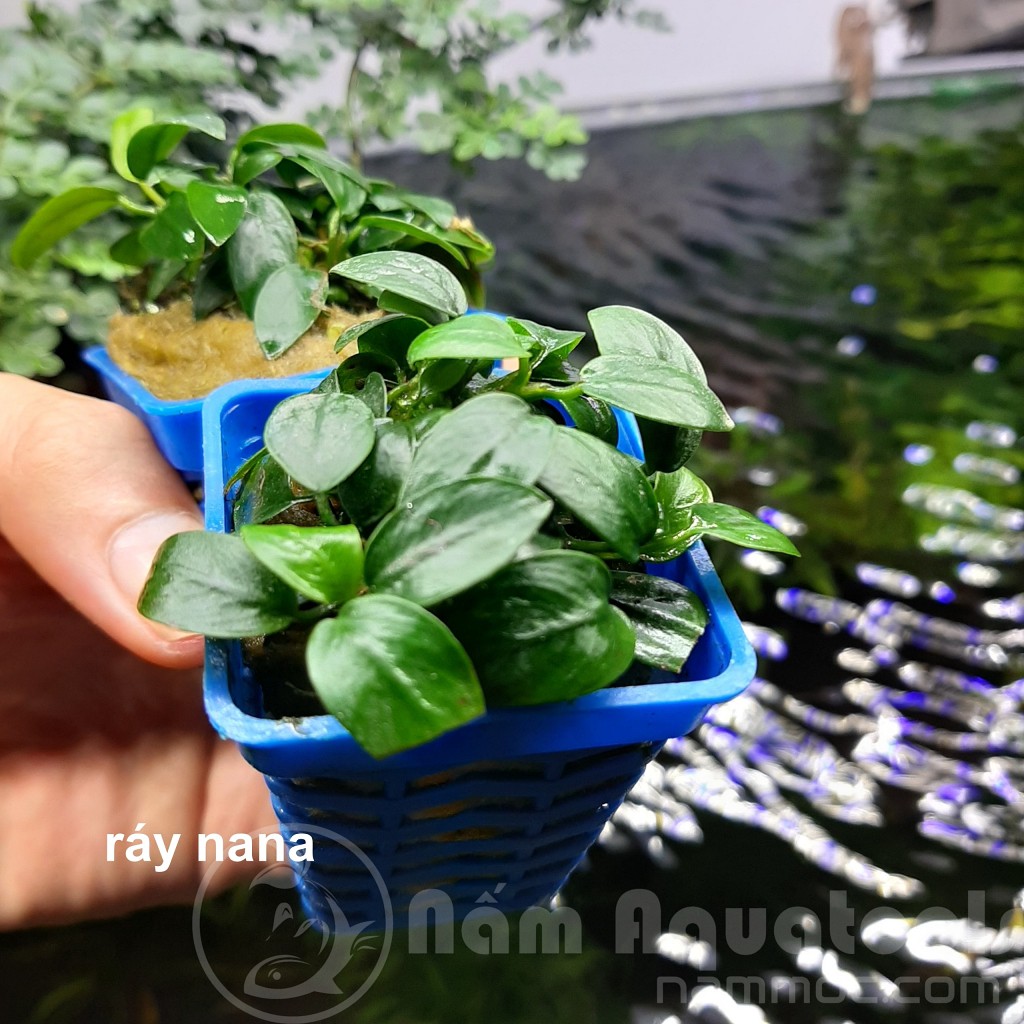 Cây Ráy Nana (Ráy lá nhỏ) - Cây ráy thuỷ sinh