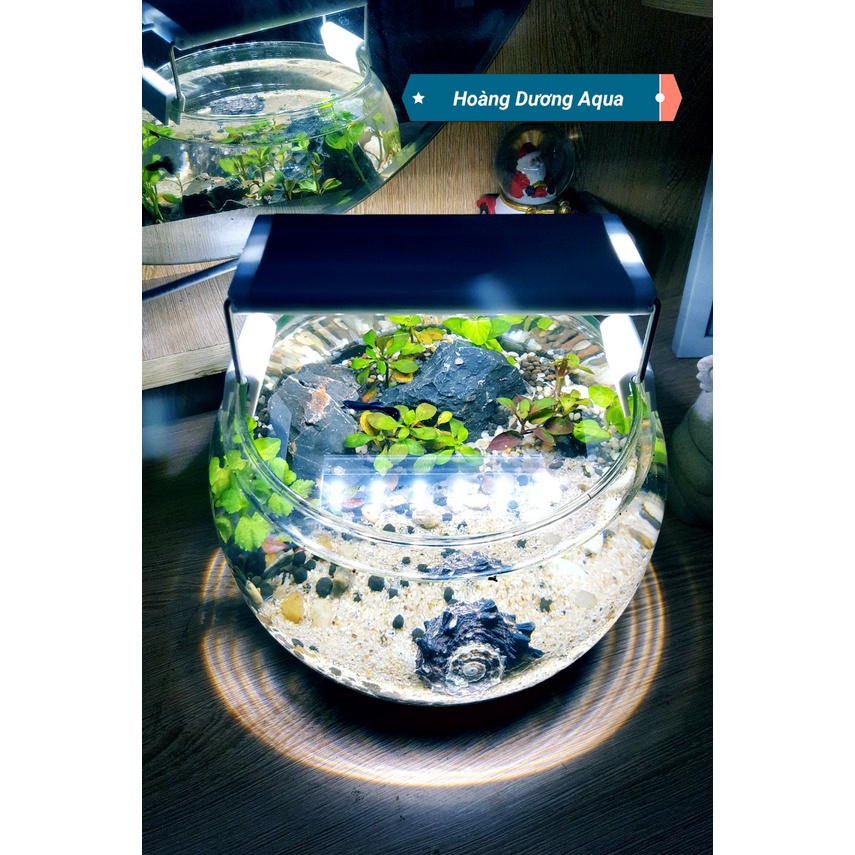 BỂ CÁ TRÒN MINI - BỂ CÁ ĐỂ BÀN