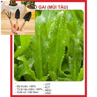 Hạt Giống Ngò Gai (Mùi tàu) 2gr TẶNG BỘ LÀM VƯƠN MINI