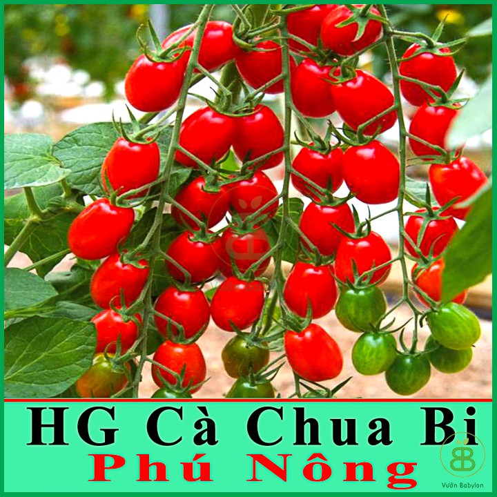 Hạt Giống Cà Chua Bi F1 Siêu Quả - Hạt Giống Cà Chua Dễ Trồng, Dinh Dưỡng Cao