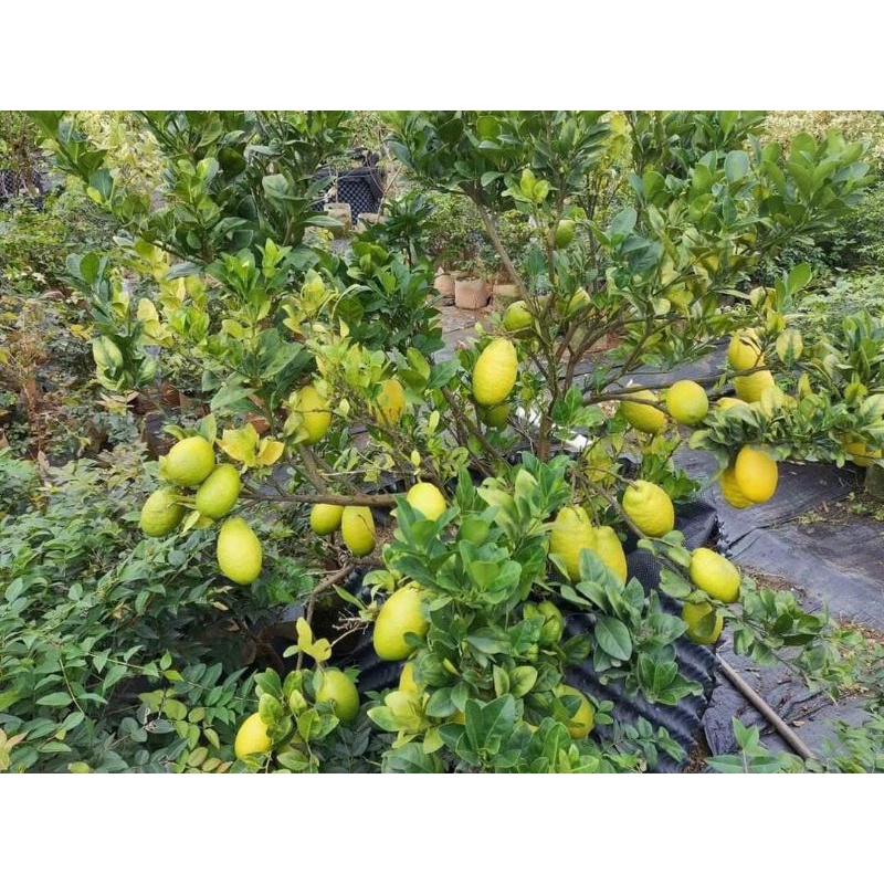 Giống Chanh Khổng Lồ 6 tháng ra trái