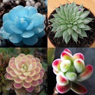 Hạt giống Sen đá Siêu đẹp